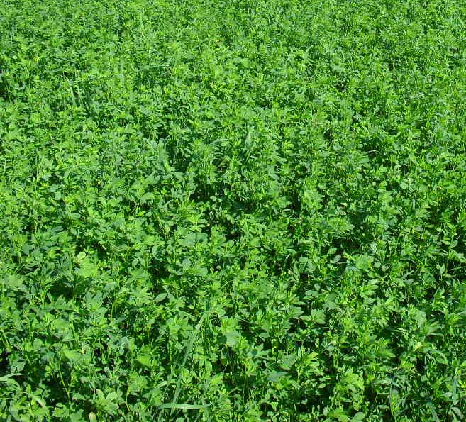maximizing alfalfa crop yield and profits in NW Ohio