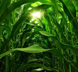maximizing field corn yield and profits in NW Ohio