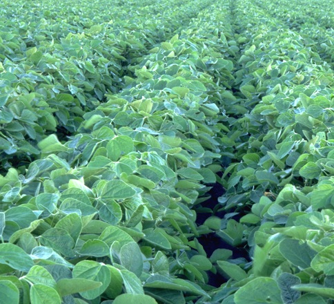maximizing soybean yield and profits in NW Ohio