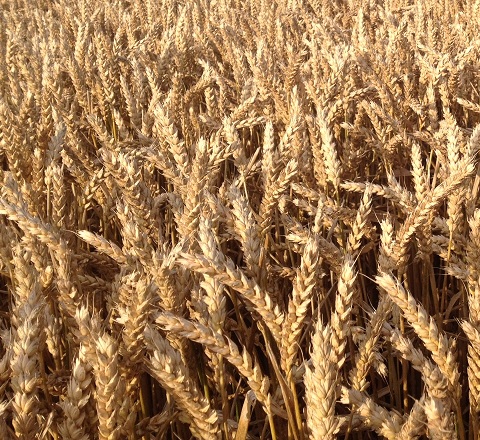 maximizing wheat crop yield and profits in NW Ohio